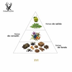 XVI - Pana Dora
